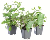 Promo Collection de menthe bio à 3,19 € dans le catalogue Botanic à Labège