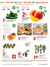 Promos Plante Verte dans le catalogue "LA RENTRÉE À PRIX K.O." de Auchan Hypermarché Plante Verte en promo dans le catalogue Auchan Hypermarché à la page 17