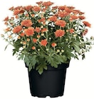 XL-CHRYSANTHEMEN im Angebot bei Wreesmann in Stade XL-CHRYSANTHEMEN Angebote bei Wreesmann Stade für 1,99 €
