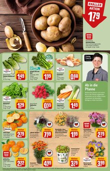Pflanzen im REWE Prospekt "Dein Markt" mit 28 Seiten (Mönchengladbach)