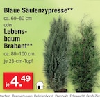 Blaue Säulenzypresse im Angebot bei Zimmermann in Göttingen Blaue Säulenzypresse Angebote bei Zimmermann Göttingen für 4,49 €