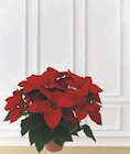 Poinsettia - U en promo chez Super U Tours à 8,99 €