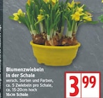 Blumenzwiebeln in der Schale im aktuellen EDEKA Prospekt