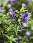 VERONIQUE À FLEURS à Truffaut dans Althen-des-Paluds