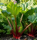 Rhubarbe en promo chez Delbard Rhubarbe dans le catalogue Delbard