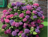 Hortensia macrophylla en promo chez Super U Rouen à 13,99 €