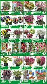 Aktueller Wreesmann Prospekt mit Obstbaum, "DEIN SAISON- & SONDERPOSTENMARKT!", Seite 3