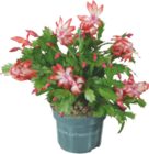 Weihnachtskaktus „Schlumbergera“ von  im aktuellen tegut Prospekt für 2,99 €