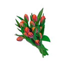 Aktuelle Tulpen Angebote bei ALDI SÜD in Mainz Aktuelles Premium-Markt-Tulpen Angebot bei ALDI SÜD in Mainz