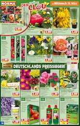 Lavendel Angebot im aktuellen Norma Prospekt auf Seite 14