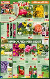 Chrysantheme Angebote im Prospekt "Mehr fürs Geld" von Norma auf Seite 14