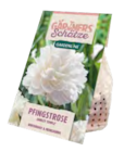 ALDI SÜD - Pfingstrose Angebot im Prospekt Pfingstrose bei ALDI SÜD im Prospekt "" für 2,99 €