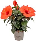 Hibiskus im Angebot bei REWE in Neuwied Hibiskus Angebote von HibisQs bei REWE Neuwied für 5,99 €