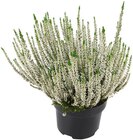 Aktuelles Knospenheide Beauty Ladies Angebot bei REWE in Potsdam ab 5,49 €