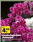 Schmetterlingsorchidee Phalaenopsis von  im aktuellen Hagebaumarkt Prospekt für 4,99 €