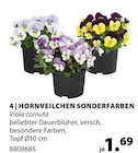 HORNVEILCHEN SONDERFARBEN von  im aktuellen Dehner Garten-Center Prospekt für 1,69 €