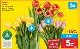 Aktuelles Tulpen Angebot bei Netto Marken-Discount in Jena ab 5,00 €