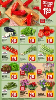 Chrysantheme im REWE Prospekt "Dein Markt" mit 28 Seiten (Essen)
