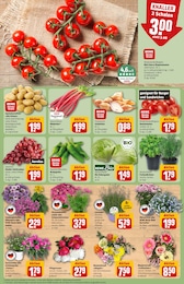 Schnittblumen Angebot im aktuellen REWE Prospekt auf Seite 5