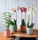 Orchidée 2 Tiges - Super U à Besançon Orchidée 2 Tiges en promo chez Super U Besançon à 11,99 €