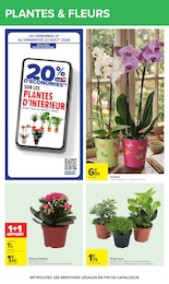 Offre Plante D'intérieur dans le catalogue Carrefour du moment à la page 51