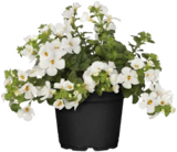 Beet- und Balkonpflanzen im aktuellen Prospekt bei Globus-Baumarkt in Etschberg