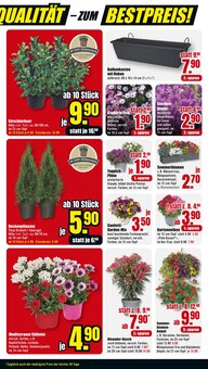 Heckenpflanzen im B1 Discount Baumarkt Prospekt "BESTPREISE DER WOCHE!" mit 12 Seiten (Mannheim)