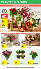 Chrysanthèmes en promo dans le catalogue Carrefour à la page 65