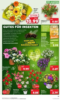 Schnittblumen Angebot im aktuellen Kaufland Prospekt auf Seite 17
