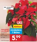 Weihnachtsstern Busch Angebote bei Netto Marken-Discount Rottenburg für 5,99 €