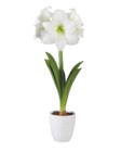 Amaryllis in Keramik im Angebot bei Lidl in Offenburg Amaryllis in Keramik Angebote bei Lidl Offenburg für 4,99 €