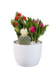 Cactus fleuri en promo chez Lidl Noisy-le-Grand à 5,99 €