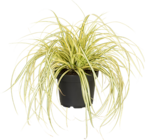 Gold Segge 'Evergold' von GROW by OBI im aktuellen OBI Prospekt
