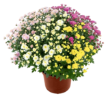 Chrysanthemen-Busch XXL bei Kaufland im Frankfurt Prospekt für 8,88 €