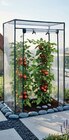 Aktuelle Gewächshaus Angebote bei Wreesmann in Dresden Aktuelles XXL-TOMATEN-GEWÄCHSHAUS Angebot bei Wreesmann in Dresden ab 12,99 €