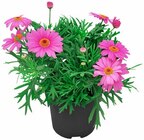 Strauchmargeriten – Argyranthemum frutescens Angebote bei REWE Albstadt für 1,99 €