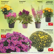 Chrysantheme im Zimmermann Prospekt in Magdeburg Aktueller Zimmermann Prospekt mit Chrysantheme, "Mehr als Du denkst!", Seite 31
