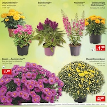Pflanzerde Angebot im aktuellen Zimmermann Prospekt auf Seite 31