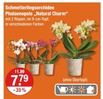 Schmetterlingsorchidee Phalaenopsis 'Natural Charm' Angebot in Pentling Schmetterlingsorchidee Phalaenopsis 'Natural Charm' im aktuellen Prospekt bei V-Markt in Pentling
