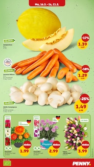 Blumen im Penny Prospekt "Wer günstig will, muss Penny." mit 49 Seiten (Dortmund)