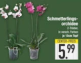 Schmetterlingsorchidee bei E center im Aichach Prospekt für 5,99 €
