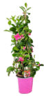 Dipladenia hybride pyramide en promo chez Truffaut Dipladenia hybride pyramide dans le catalogue Truffaut