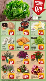 Aktueller REWE Prospekt mit Pflanzen, "Dein Markt", Seite 7