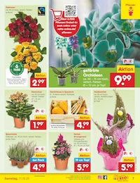 Pflanzen Angebot im aktuellen Netto Marken-Discount Prospekt auf Seite 7
