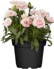 Gartennelke „Mountain Frost“ von GROW by OBI im aktuellen OBI Prospekt für 3,99 €