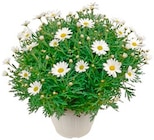 Aktuelles Strauchmargerite Busch Angebot bei REWE in Hildesheim ab 6,99 €
