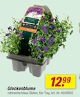 Glockenblume im aktuellen toom Baumarkt Prospekt