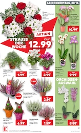Schnittblumen Angebot & Preis im aktuellen Kaufland Prospekt Schnittblumen Angebot im aktuellen Kaufland Prospekt auf Seite 37
