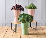 Plantes vertes retombantes - Super U à Mérignac Plantes vertes retombantes en promo chez Super U Mérignac à 8,99 €