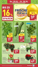 Orchidee im ALDI Nord Prospekt in Potsdam Aktueller ALDI Nord Prospekt mit Orchidee, "Aktuelle Angebote", Seite 38